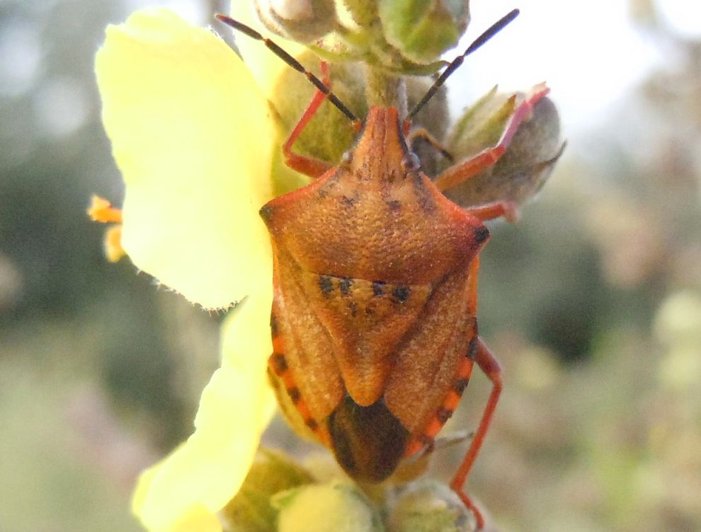 Carpocoris